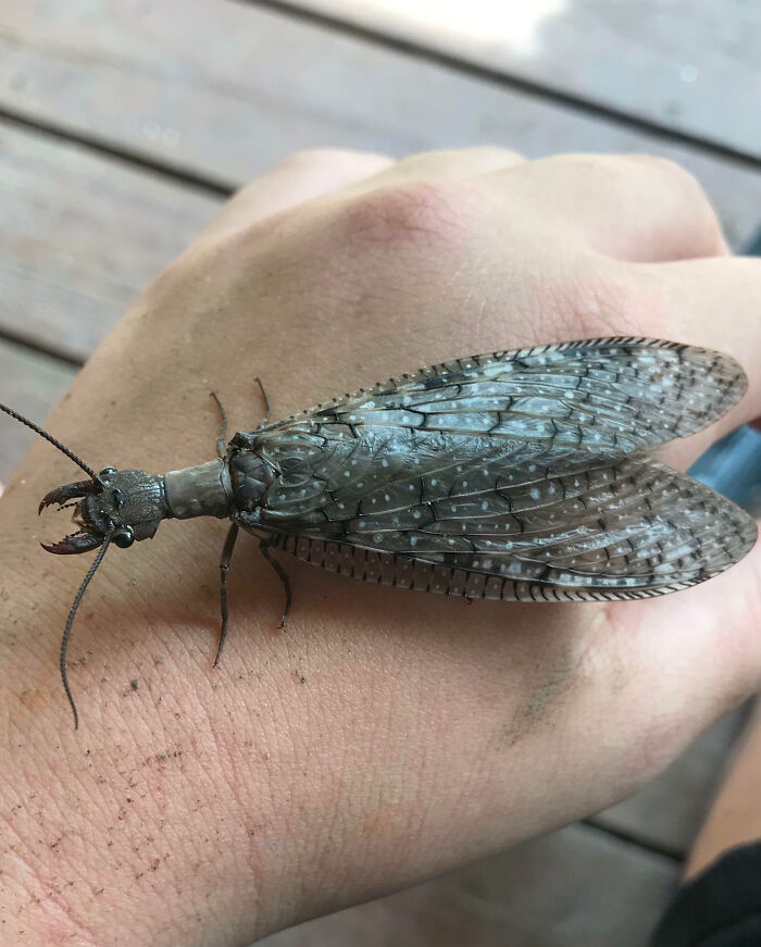 59 Fascinating Insects That Deserve More Appreciation And Less Fear