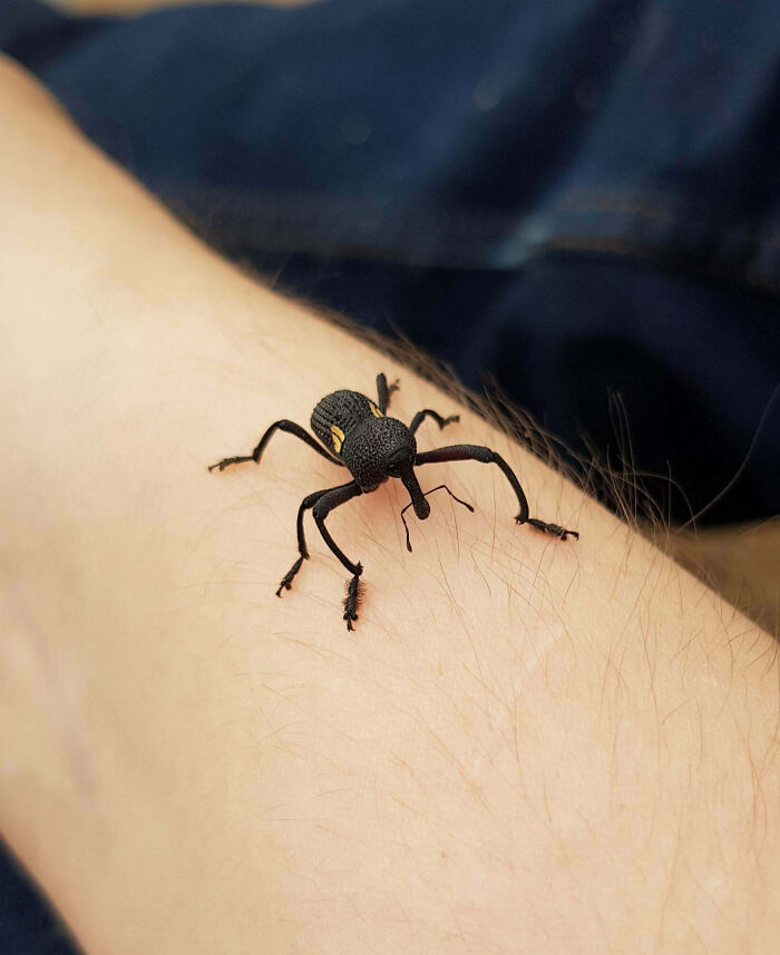 59 Fascinating Insects That Deserve More Appreciation And Less Fear