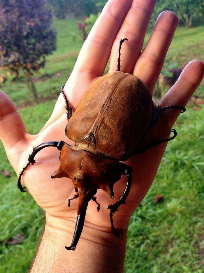 59 Fascinating Insects That Deserve More Appreciation And Less Fear