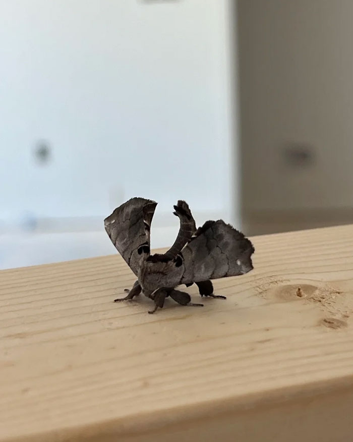 59 Fascinating Insects That Deserve More Appreciation And Less Fear