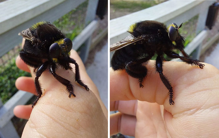 59 Fascinating Insects That Deserve More Appreciation And Less Fear
