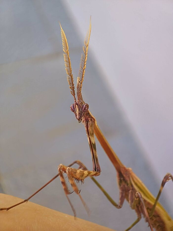 59 Fascinating Insects That Deserve More Appreciation And Less Fear