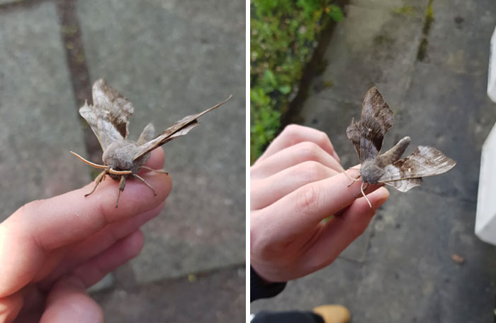 59 Fascinating Insects That Deserve More Appreciation And Less Fear