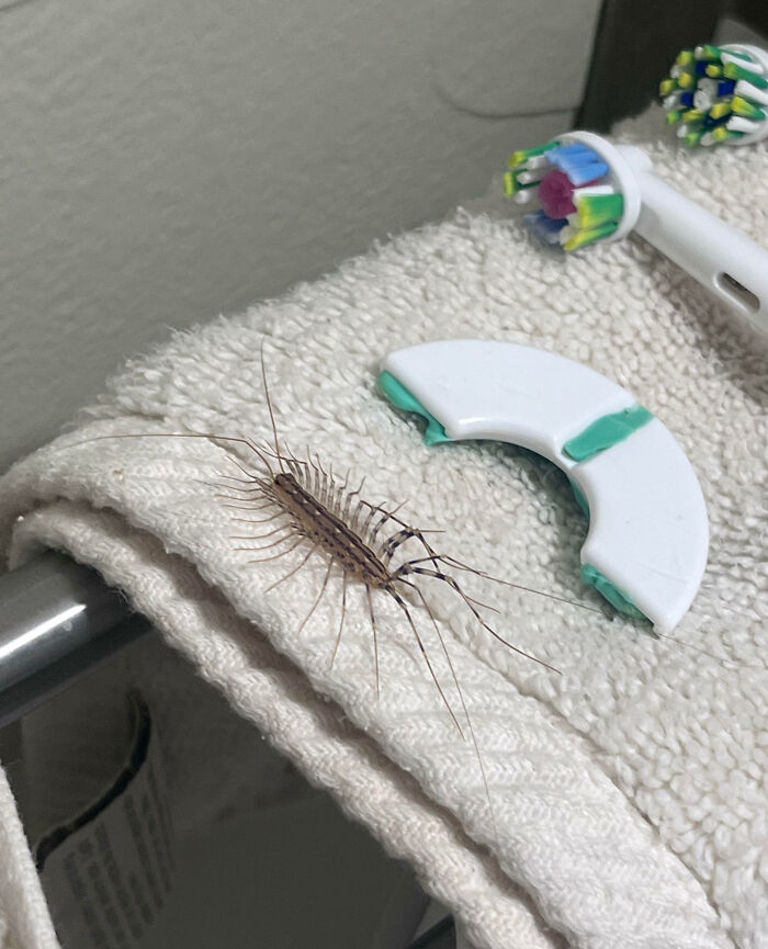 59 Fascinating Insects That Deserve More Appreciation And Less Fear