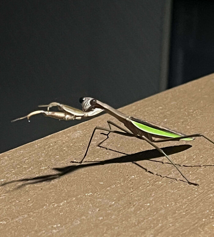 59 Fascinating Insects That Deserve More Appreciation And Less Fear
