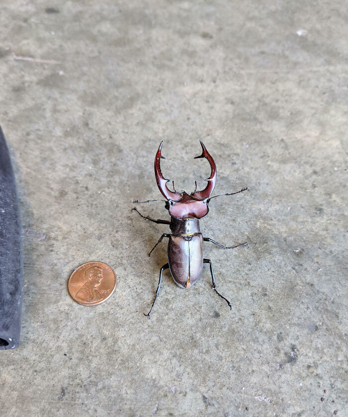59 Fascinating Insects That Deserve More Appreciation And Less Fear