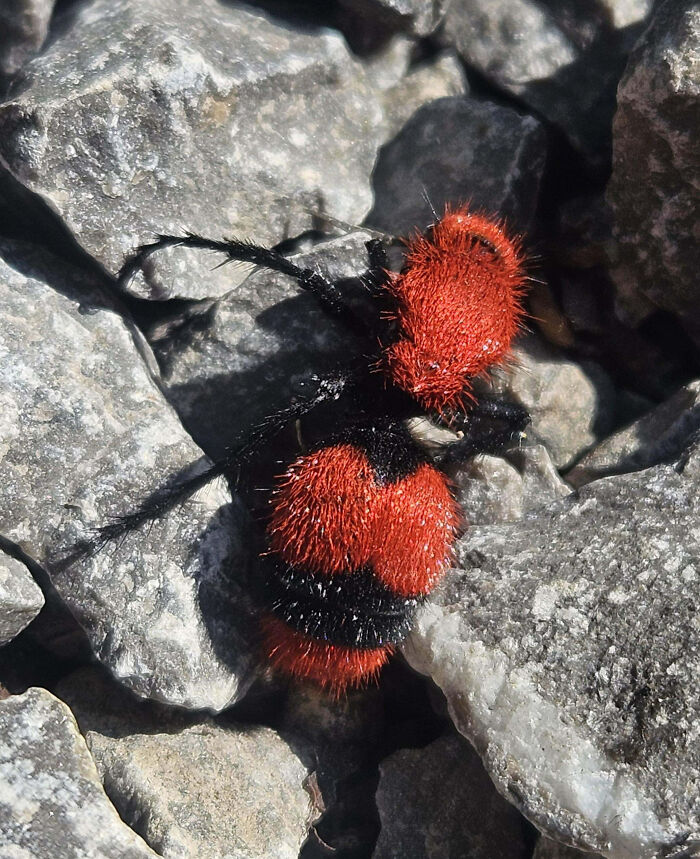 59 Fascinating Insects That Deserve More Appreciation And Less Fear
