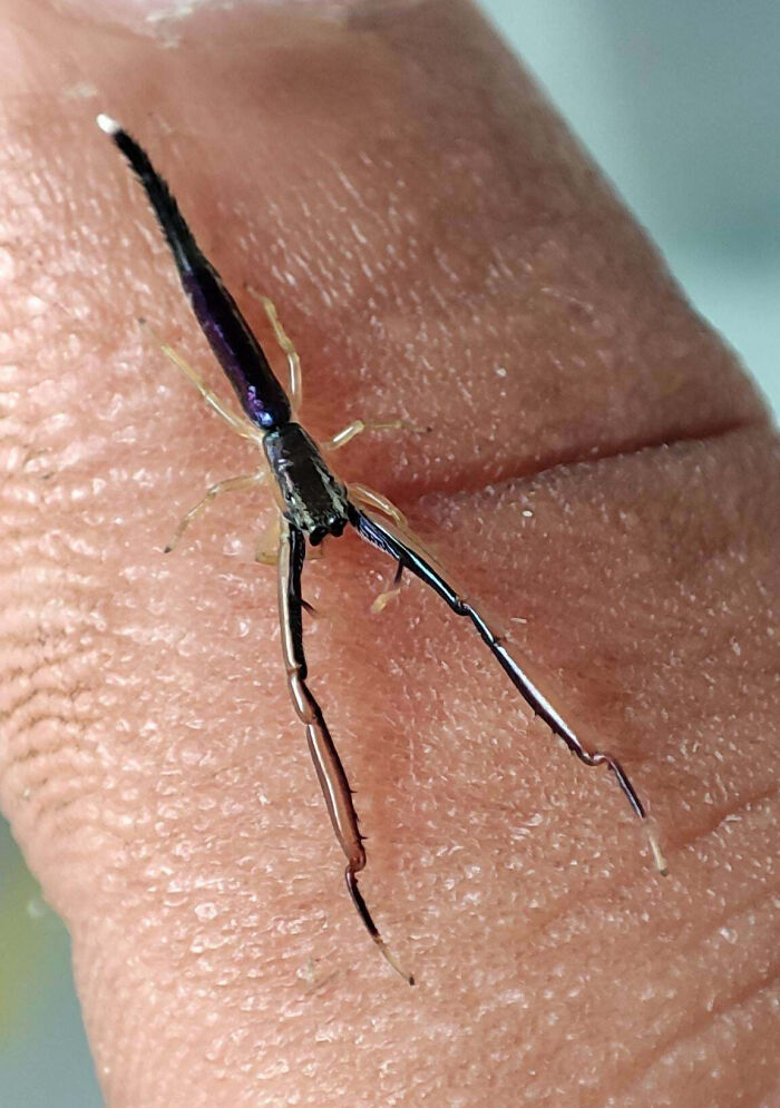 59 Fascinating Insects That Deserve More Appreciation And Less Fear