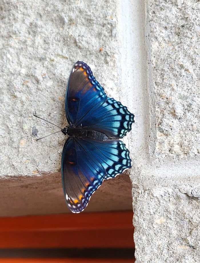 59 Fascinating Insects That Deserve More Appreciation And Less Fear