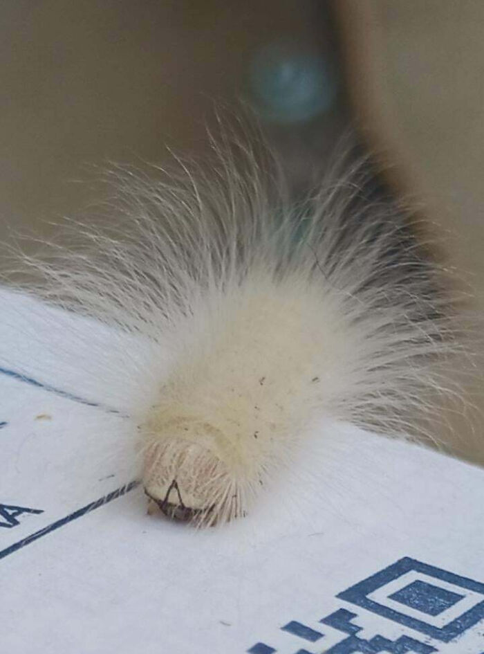 59 Fascinating Insects That Deserve More Appreciation And Less Fear