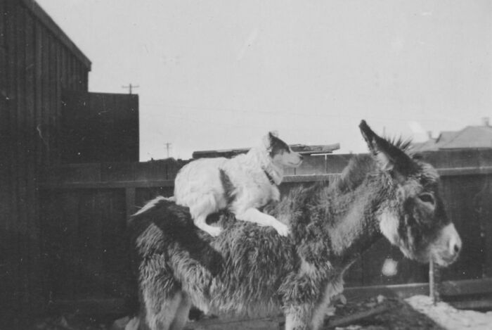 The Birth Of Vegas In 45 Incredible Historic Pictures (1905-1955)