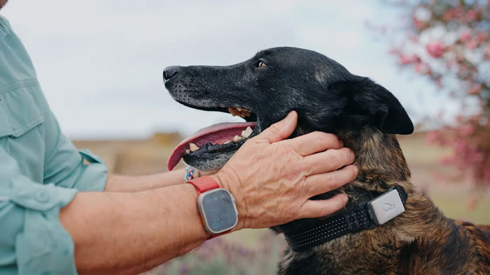 Hero Dog Jumps In Front Of Angry Bull During Family Walk, Loses A Tooth But Saves His People