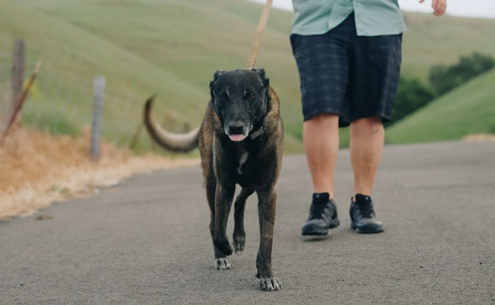 Hero Dog Jumps In Front Of Angry Bull During Family Walk, Loses A Tooth But Saves His People