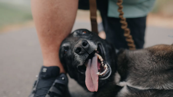 Hero Dog Jumps In Front Of Angry Bull During Family Walk, Loses A Tooth But Saves His People