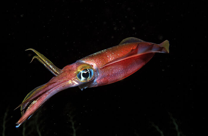 Reader’s Vote: What Is The Scariest Animal In The World?