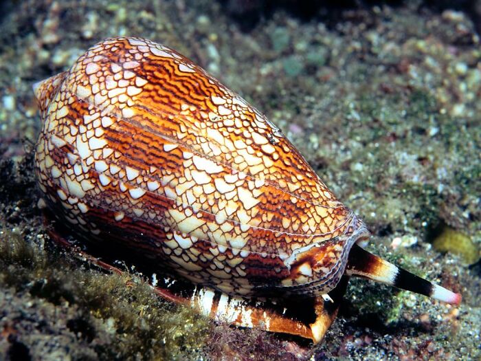Reader’s Vote: What Is The Scariest Animal In The World?