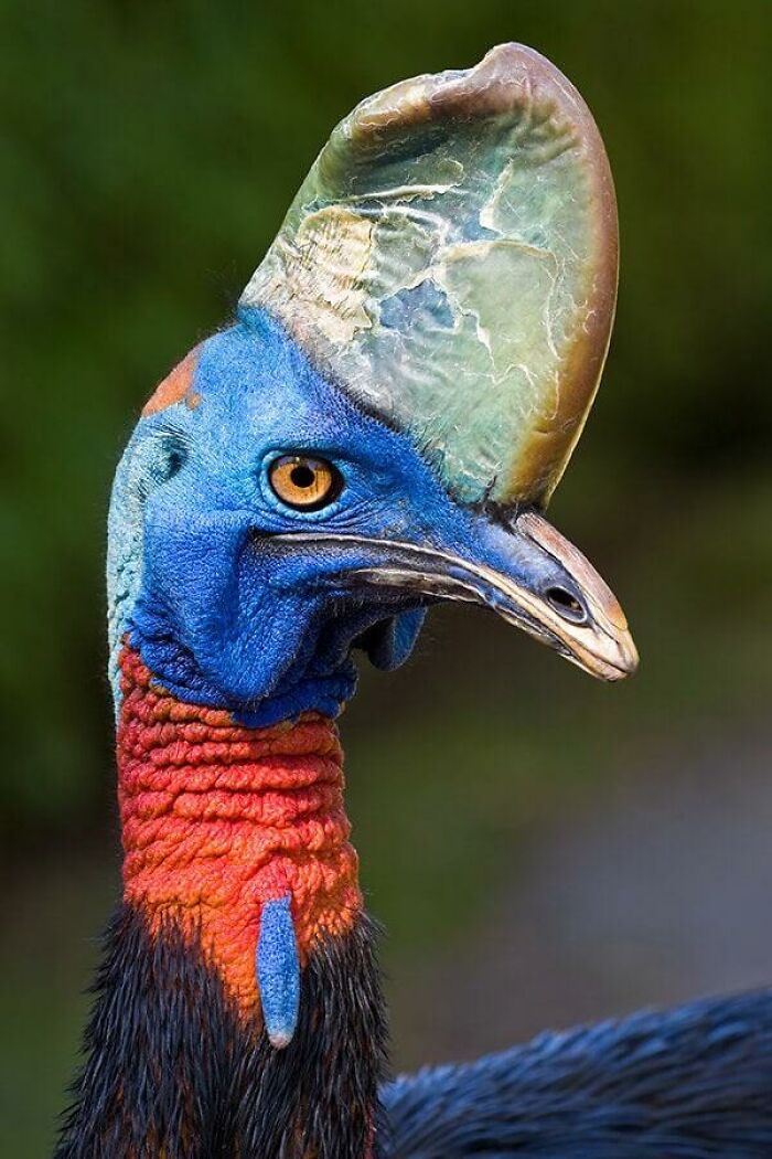 Reader’s Vote: What Is The Scariest Animal In The World?