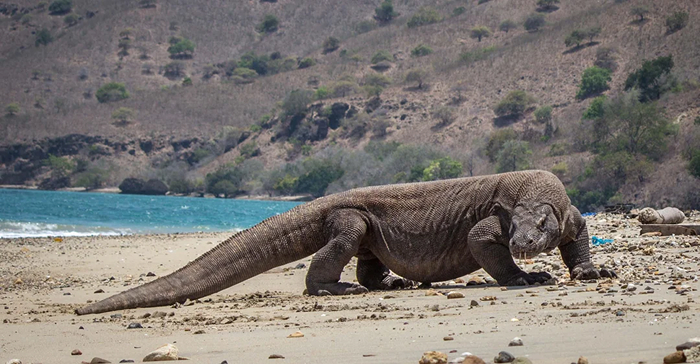 Reader’s Vote: What Is The Scariest Animal In The World?