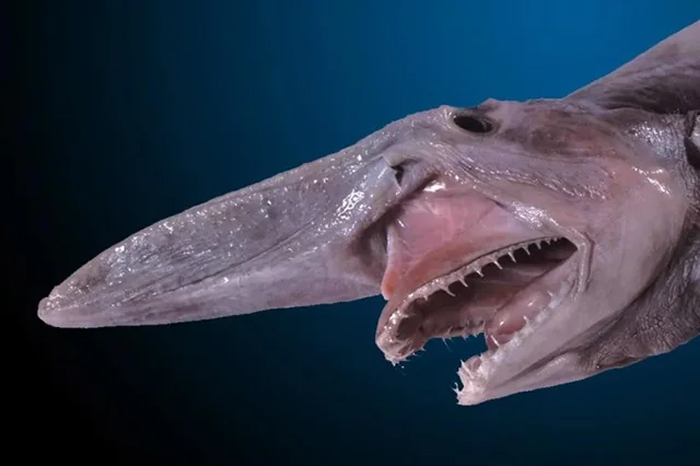 Reader’s Vote: What Is The Scariest Animal In The World?