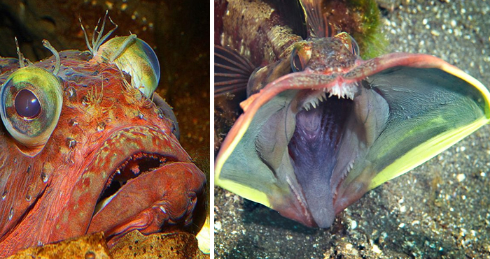 Reader’s Vote: What Is The Scariest Animal In The World?