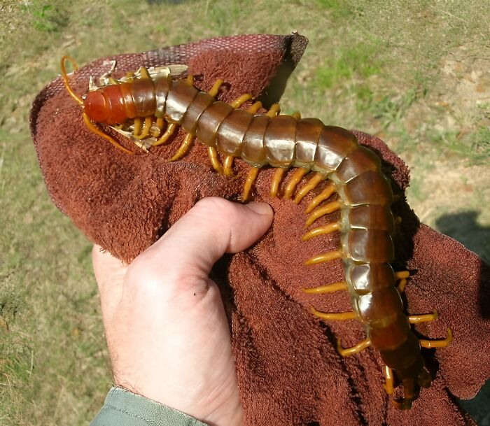 Reader’s Vote: What Is The Scariest Animal In The World?