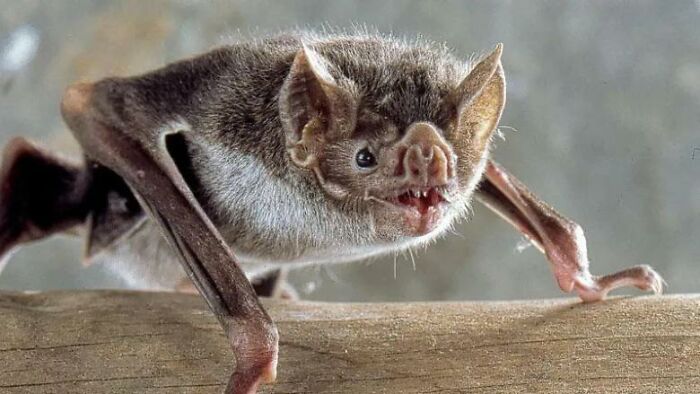 Reader’s Vote: What Is The Scariest Animal In The World?