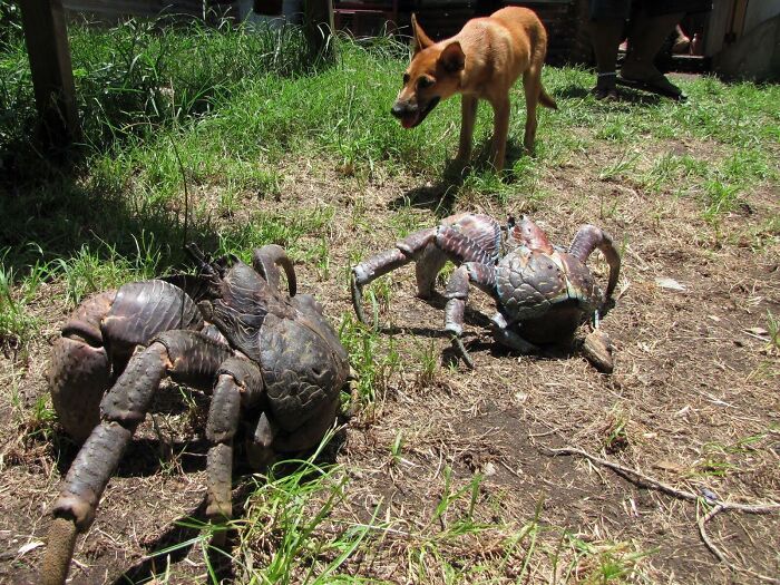 Reader’s Vote: What Is The Scariest Animal In The World?