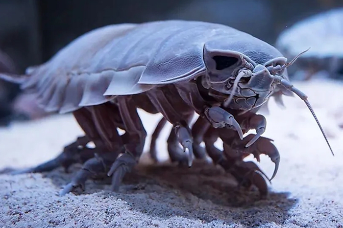 Reader’s Vote: What Is The Scariest Animal In The World?