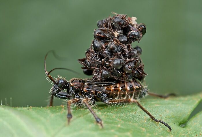 Reader’s Vote: What Is The Scariest Animal In The World?