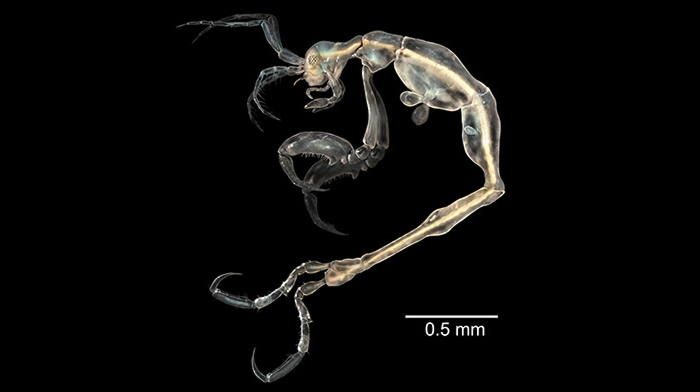 Reader’s Vote: What Is The Scariest Animal In The World?