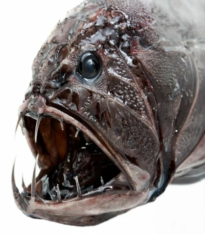 Reader’s Vote: What Is The Scariest Animal In The World?