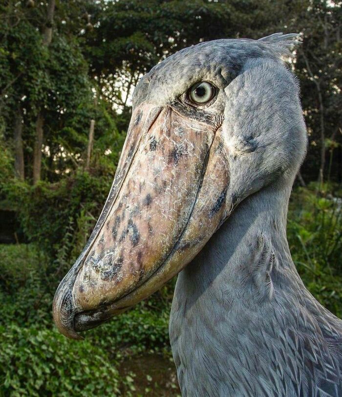 Reader’s Vote: What Is The Scariest Animal In The World?