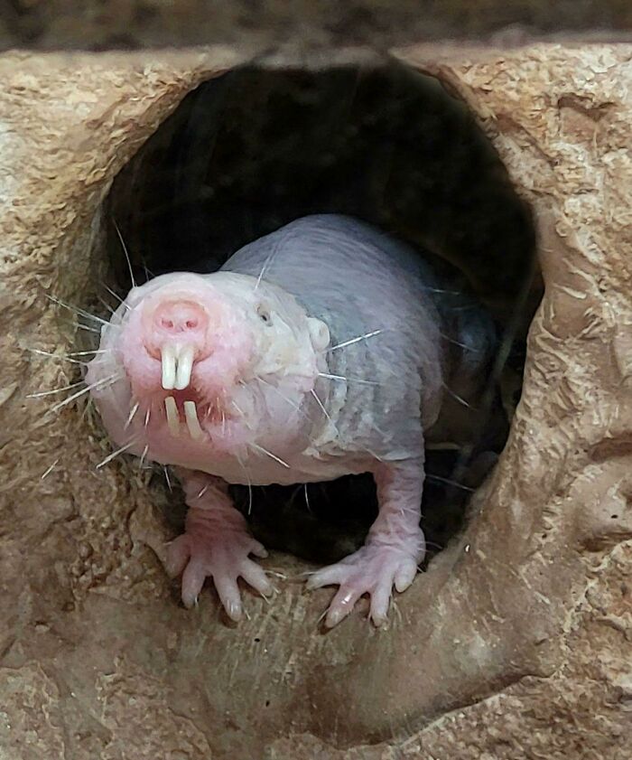 Reader’s Vote: What Is The Scariest Animal In The World?
