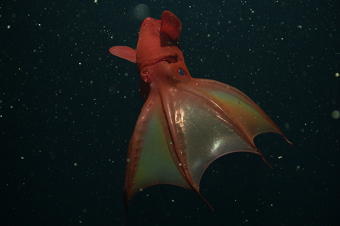 Reader’s Vote: What Is The Scariest Animal In The World?