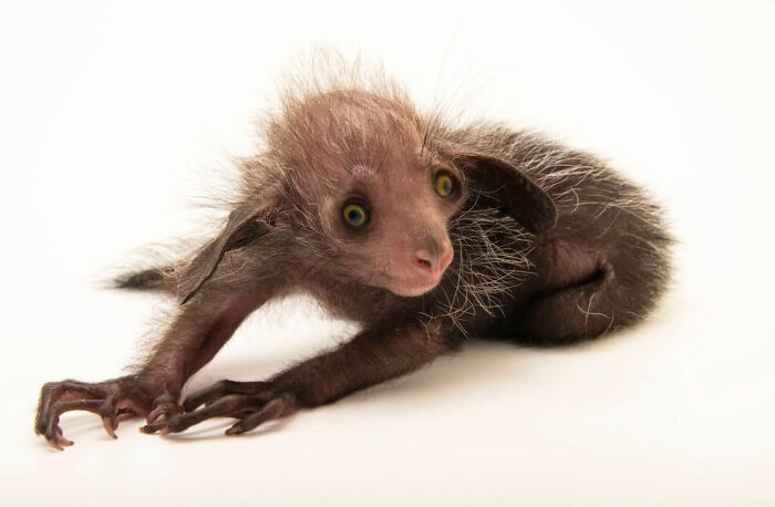 Reader’s Vote: What Is The Scariest Animal In The World?