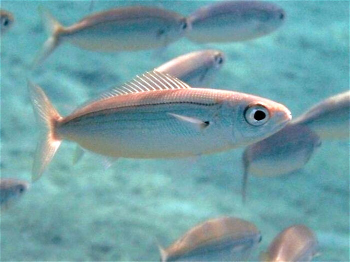 “There Is A Fish With The Scientific Name Boops Boops”: 81 Facts That Might Surprise You