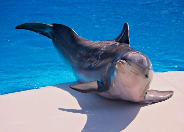 “There Is A Fish With The Scientific Name Boops Boops”: 81 Facts That Might Surprise You