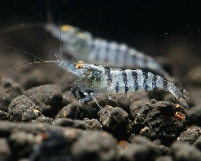 “There Is A Fish With The Scientific Name Boops Boops”: 81 Facts That Might Surprise You