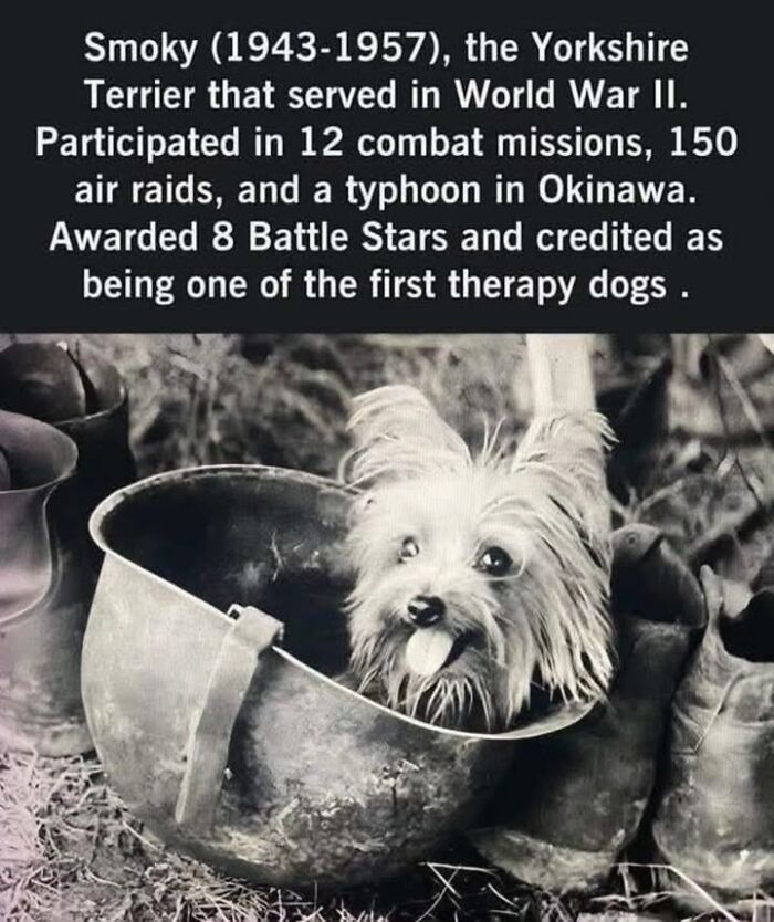 97 Fascinating Historical Photos That Might Change Your Perspective On Pets