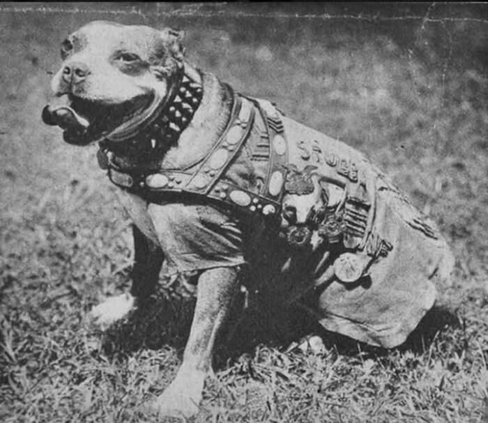 97 Fascinating Historical Photos That Might Change Your Perspective On Pets