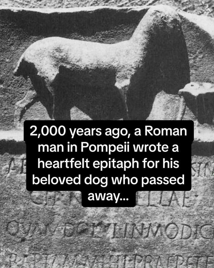 97 Fascinating Historical Photos That Might Change Your Perspective On Pets