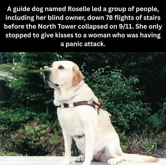 97 Fascinating Historical Photos That Might Change Your Perspective On Pets
