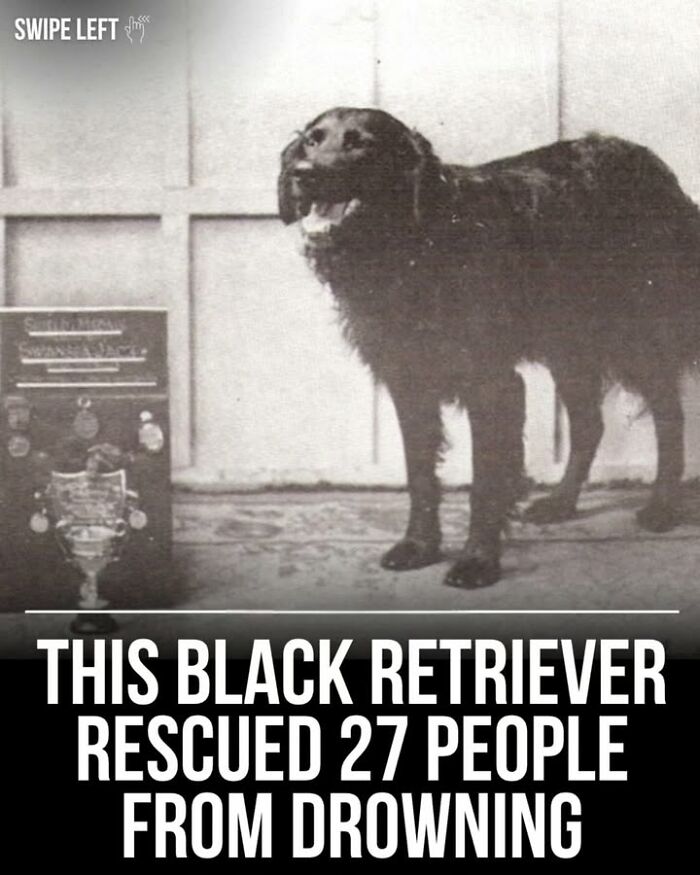 97 Fascinating Historical Photos That Might Change Your Perspective On Pets