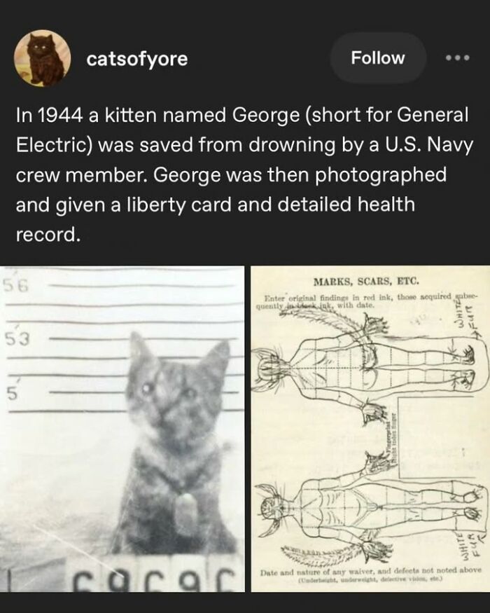 97 Fascinating Historical Photos That Might Change Your Perspective On Pets