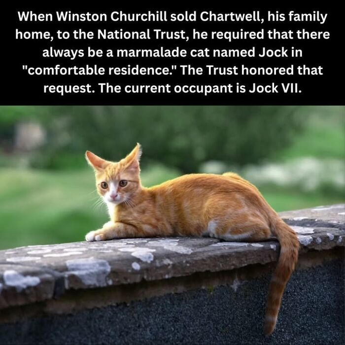 97 Fascinating Historical Photos That Might Change Your Perspective On Pets