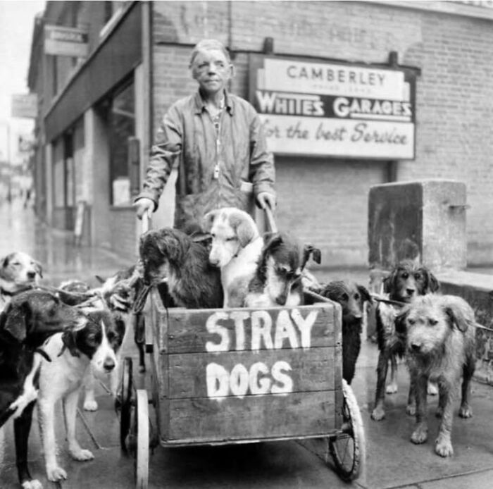 97 Fascinating Historical Photos That Might Change Your Perspective On Pets