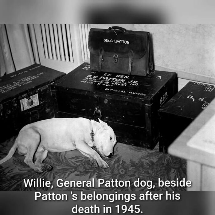 97 Fascinating Historical Photos That Might Change Your Perspective On Pets