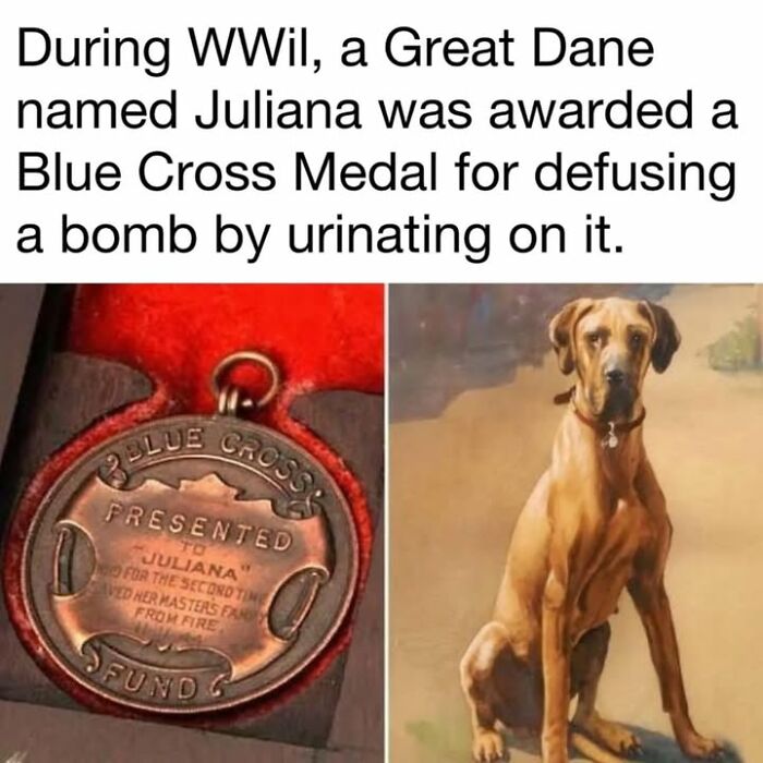 97 Fascinating Historical Photos That Might Change Your Perspective On Pets