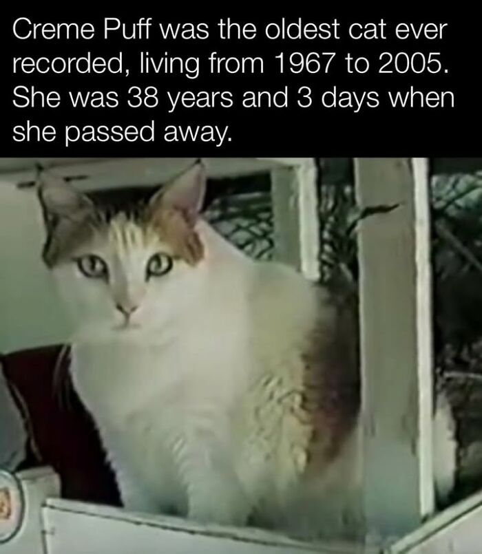 97 Fascinating Historical Photos That Might Change Your Perspective On Pets