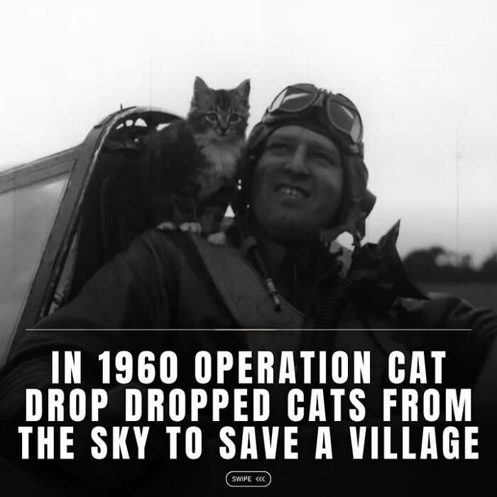 97 Fascinating Historical Photos That Might Change Your Perspective On Pets